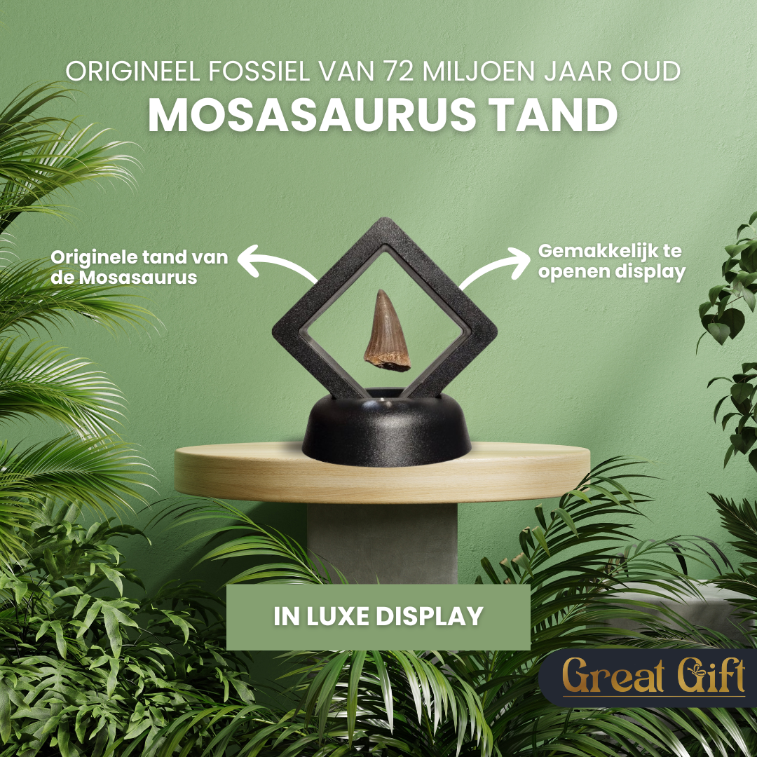Mosasaurus tand - Authentiek - 72 Miljoen Jaar oud