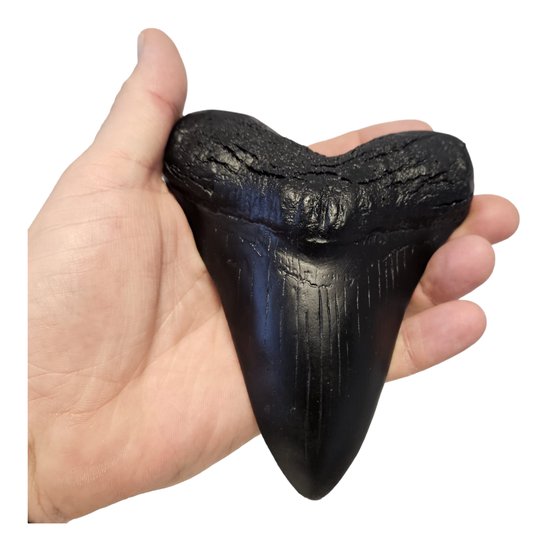 Megalodon Tand Replica - 14cm - Zwart