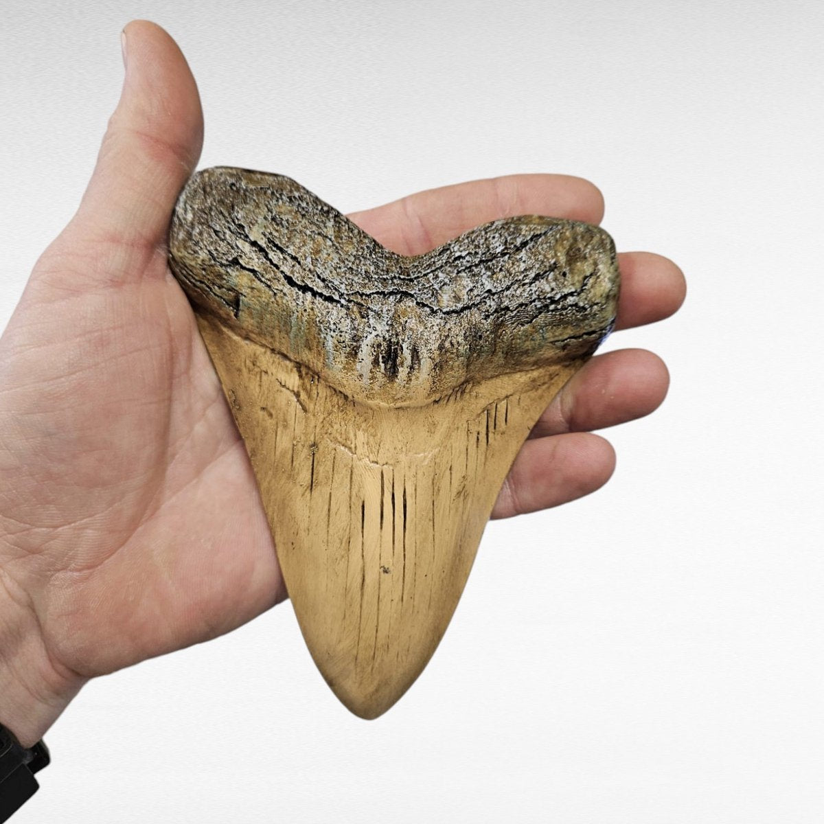 Megalodon Tand Replica - 14cm - Wit
