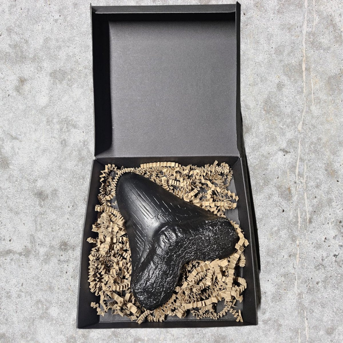 Megalodon Tand Replica - 14cm - Zwart