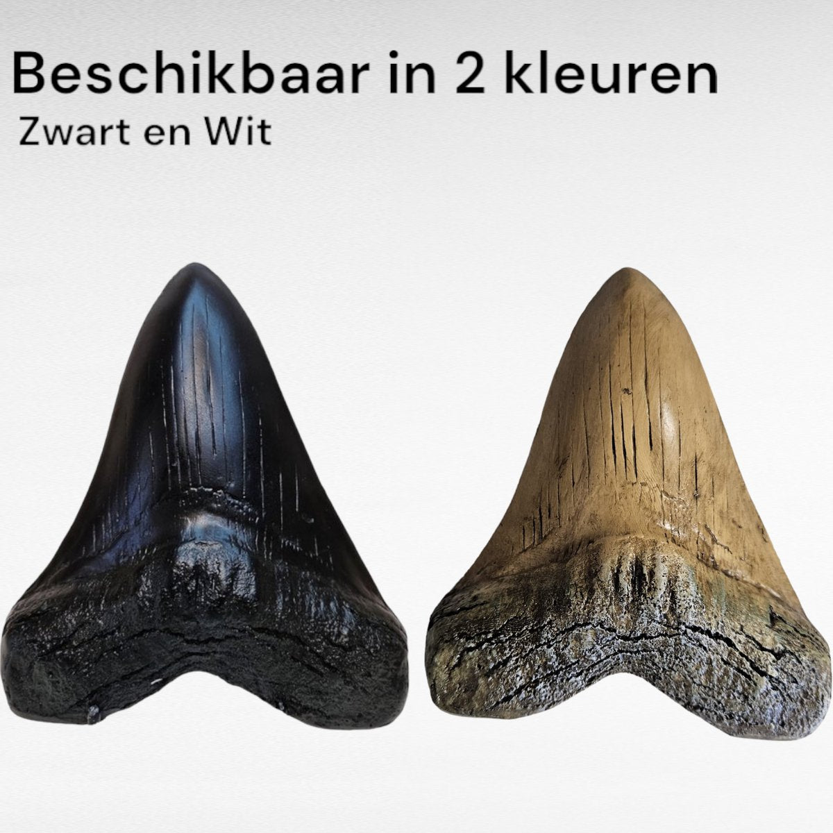 Megalodon Tand Replica - 14cm - Zwart