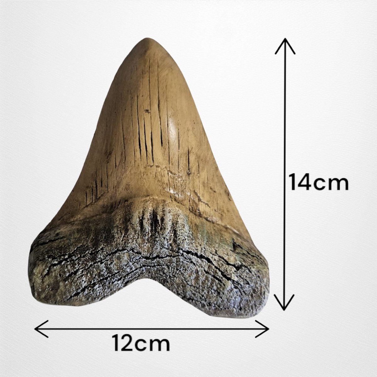 Megalodon Tand Replica - 14cm - Wit
