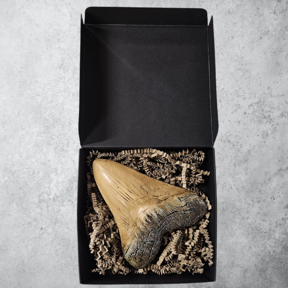 Megalodon Tand Replica - 14cm - Wit
