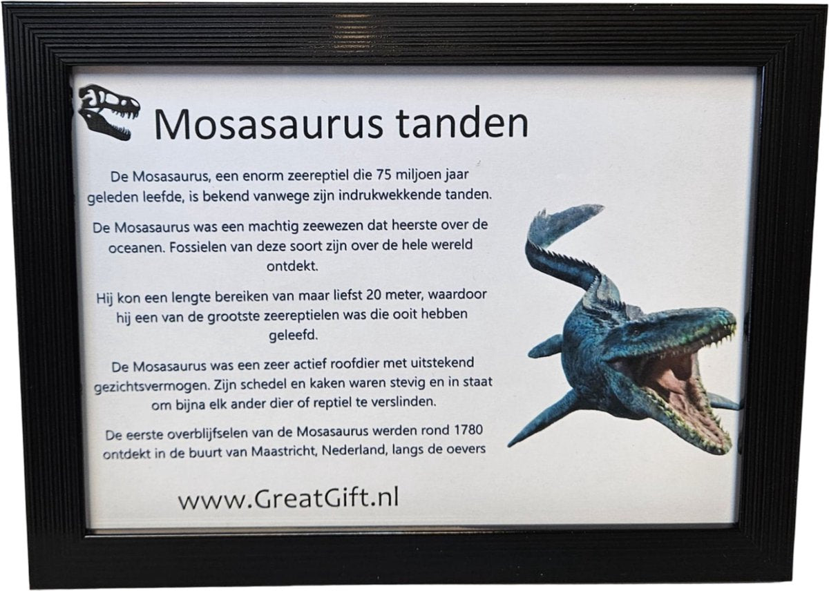 Mosasaurus Tanden Authentiek - 4X - 72 Miljoen Jaar Oud