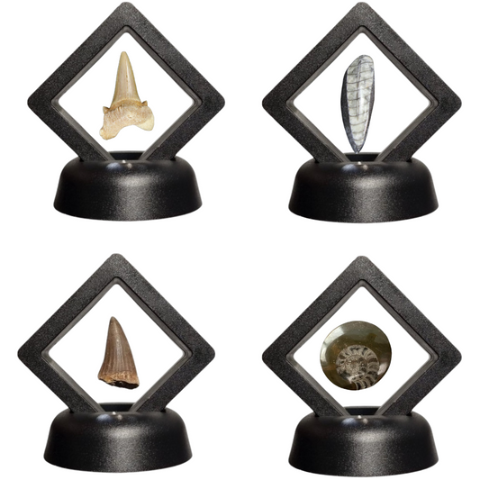 Set van 4 Fossielen -  In Displays - Geleverd in geschenkdoos