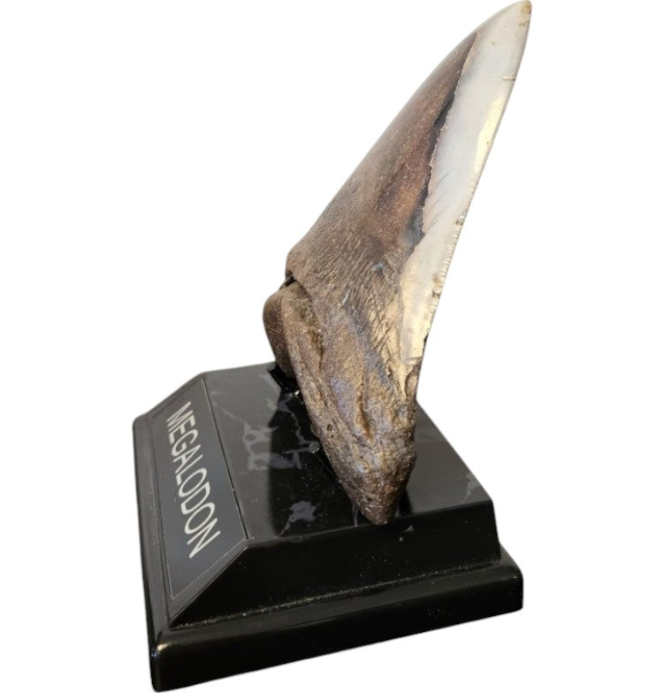 Megalodon Tand - Authentiek - 14cm