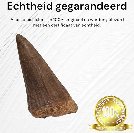 Mosasaurus Tanden Authentiek - 4X - 72 Miljoen Jaar Oud