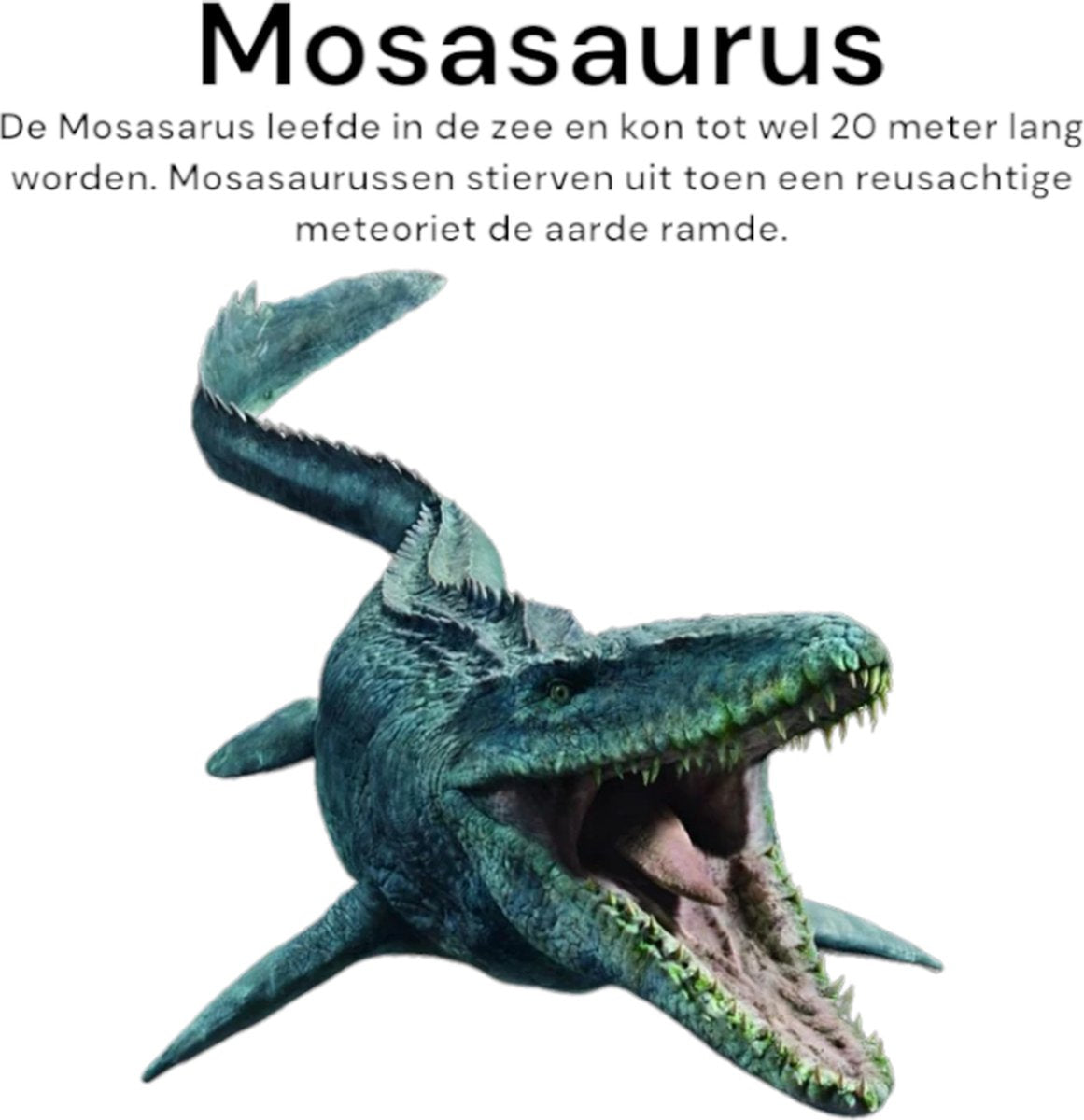 Mosasaurus Tanden Authentiek - 4X - 72 Miljoen Jaar Oud