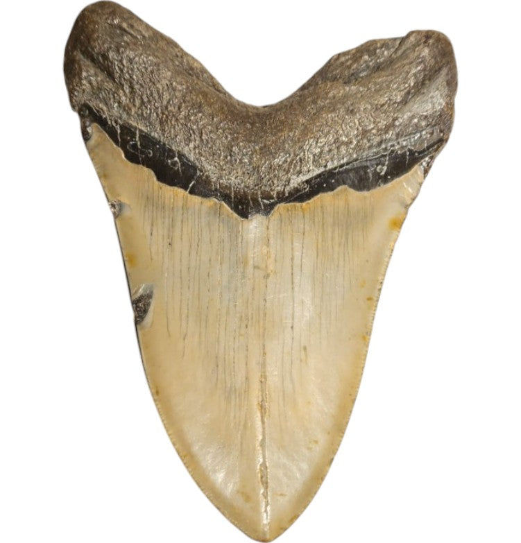 Megalodon Tand - Authentiek - 14cm