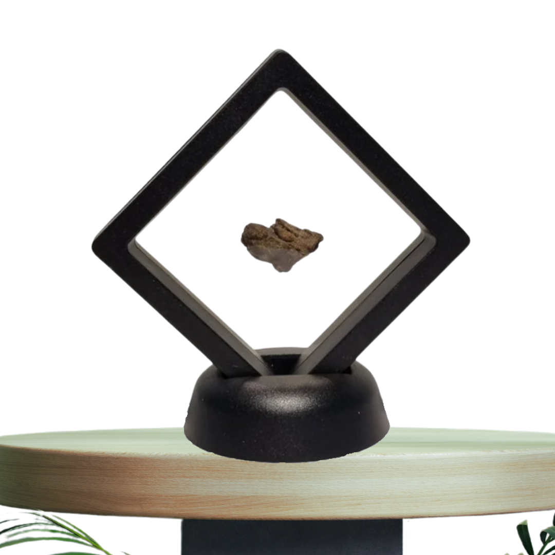 Originele Meteoriet - In Display -Al Haggounia 001 -