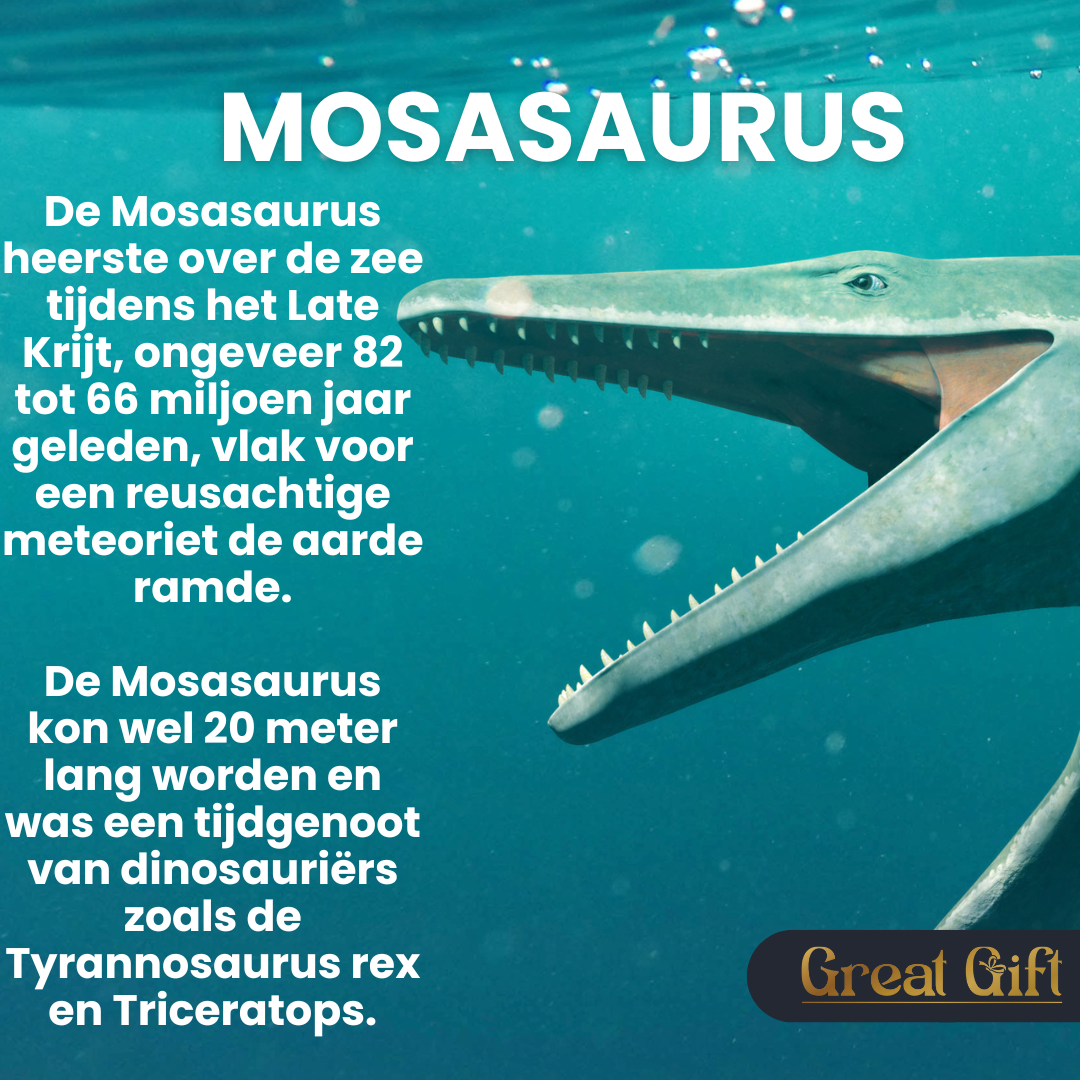 Mosasaurus tand - Authentiek - 72 Miljoen Jaar oud