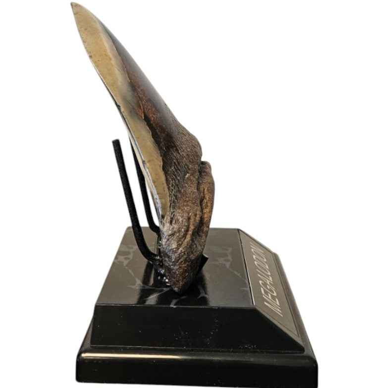 Megalodon Tand - Authentiek - 14cm