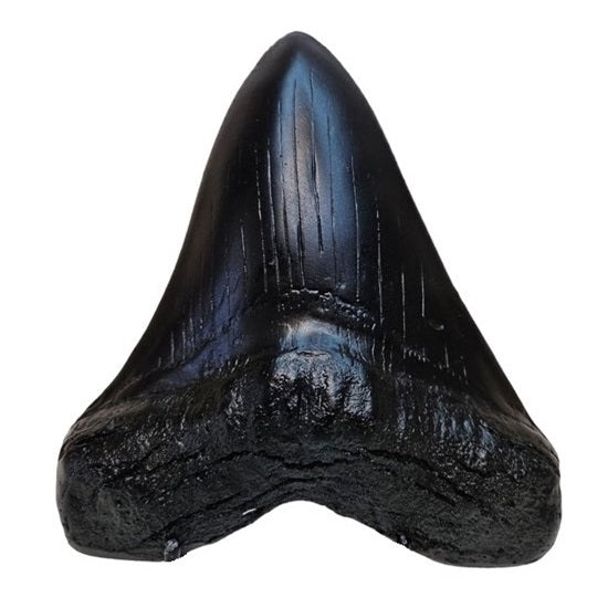 Megalodon Tand Replica - 14cm - Zwart