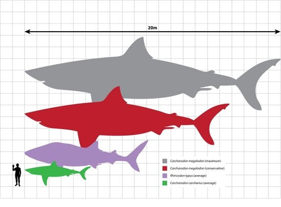 Megalodon Tand Replica - 14cm - Zwart