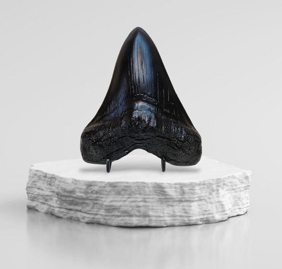 Megalodon Tand Replica - 14cm - Zwart