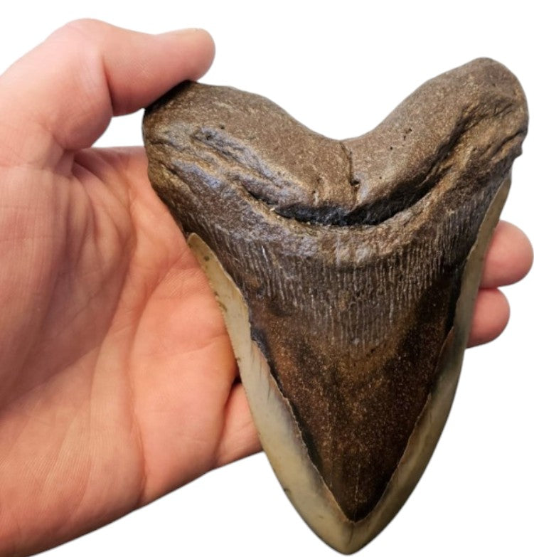 Megalodon Tand - Authentiek - 14cm