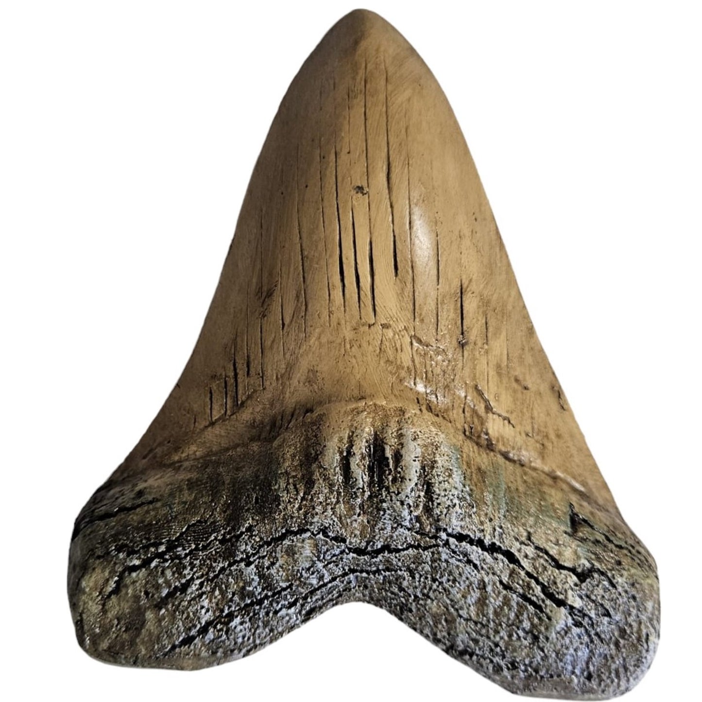 Megalodon Tand Replica - 14cm - Wit