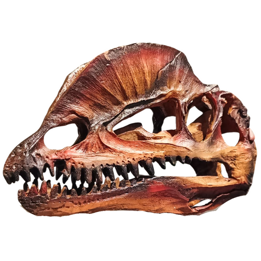 Dilophosaurus schedel in Geschenkdoos - Roodbruin