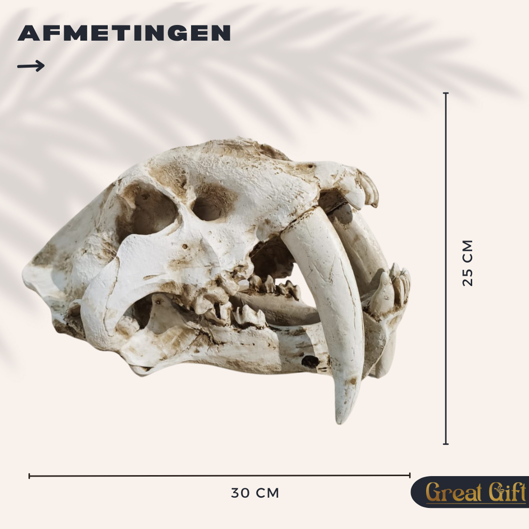 Sanbeltandtijger Schedel - Replica - 30cm