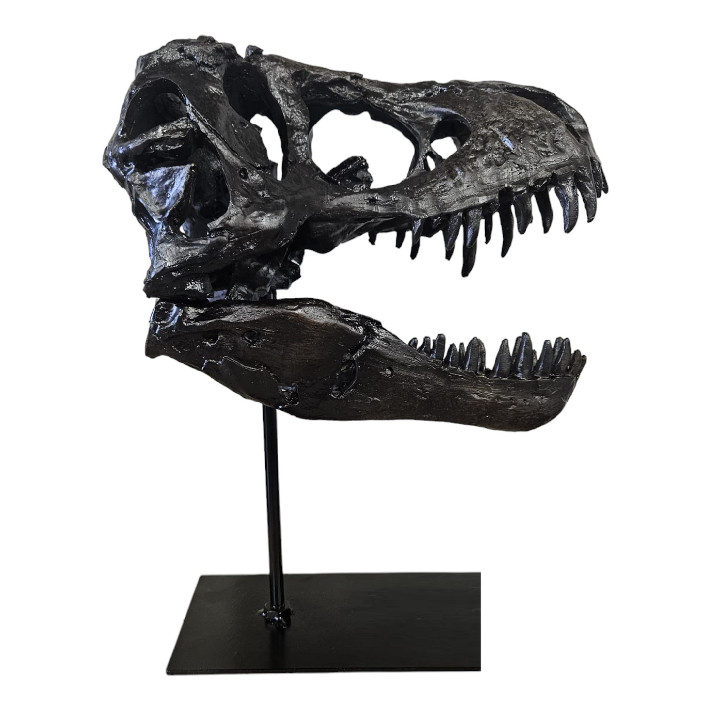 T-Rex schedel op Standaard - Replica - 30cm