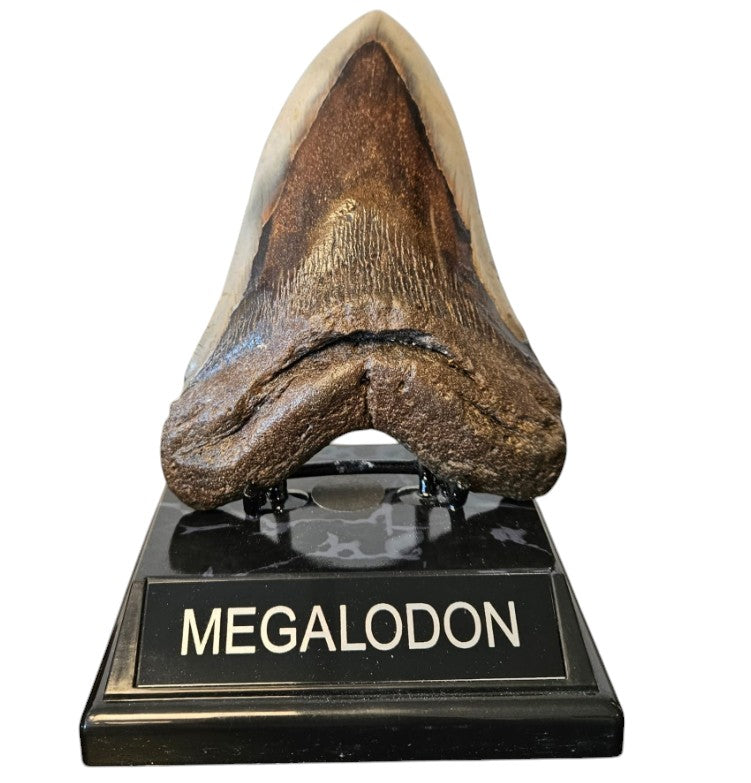 Megalodon Tand - Authentiek - 14cm