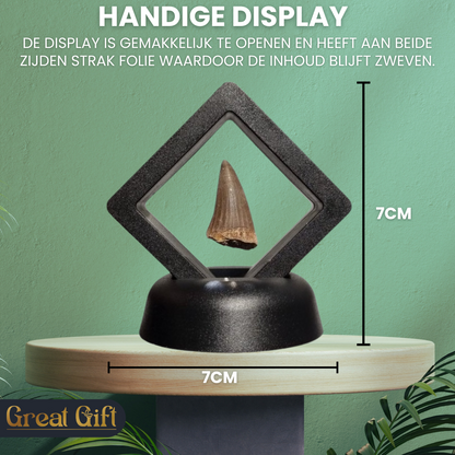 Set van 4 Fossielen -  In Displays - Geleverd in geschenkdoos