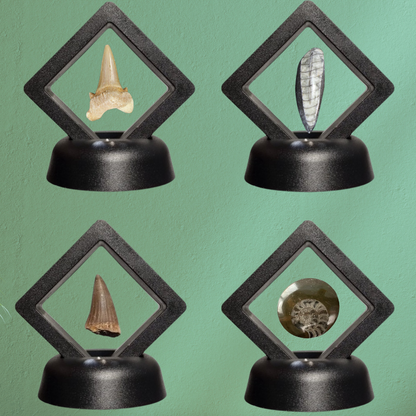 Set van 4 Fossielen -  In Displays - Geleverd in geschenkdoos