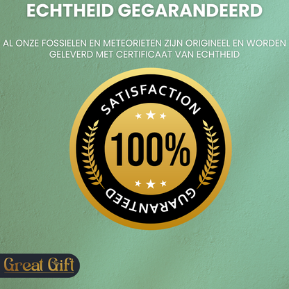 Set van 4 Fossielen -  In Displays - Geleverd in geschenkdoos