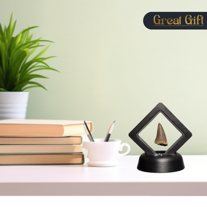 Set van 4 Fossielen -  In Displays - Geleverd in geschenkdoos