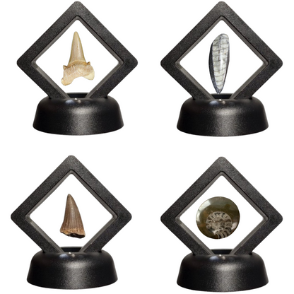 Set van 4 Fossielen -  In Displays - Geleverd in geschenkdoos