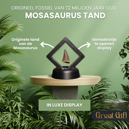 Set van 4 Fossielen -  In Displays - Geleverd in geschenkdoos
