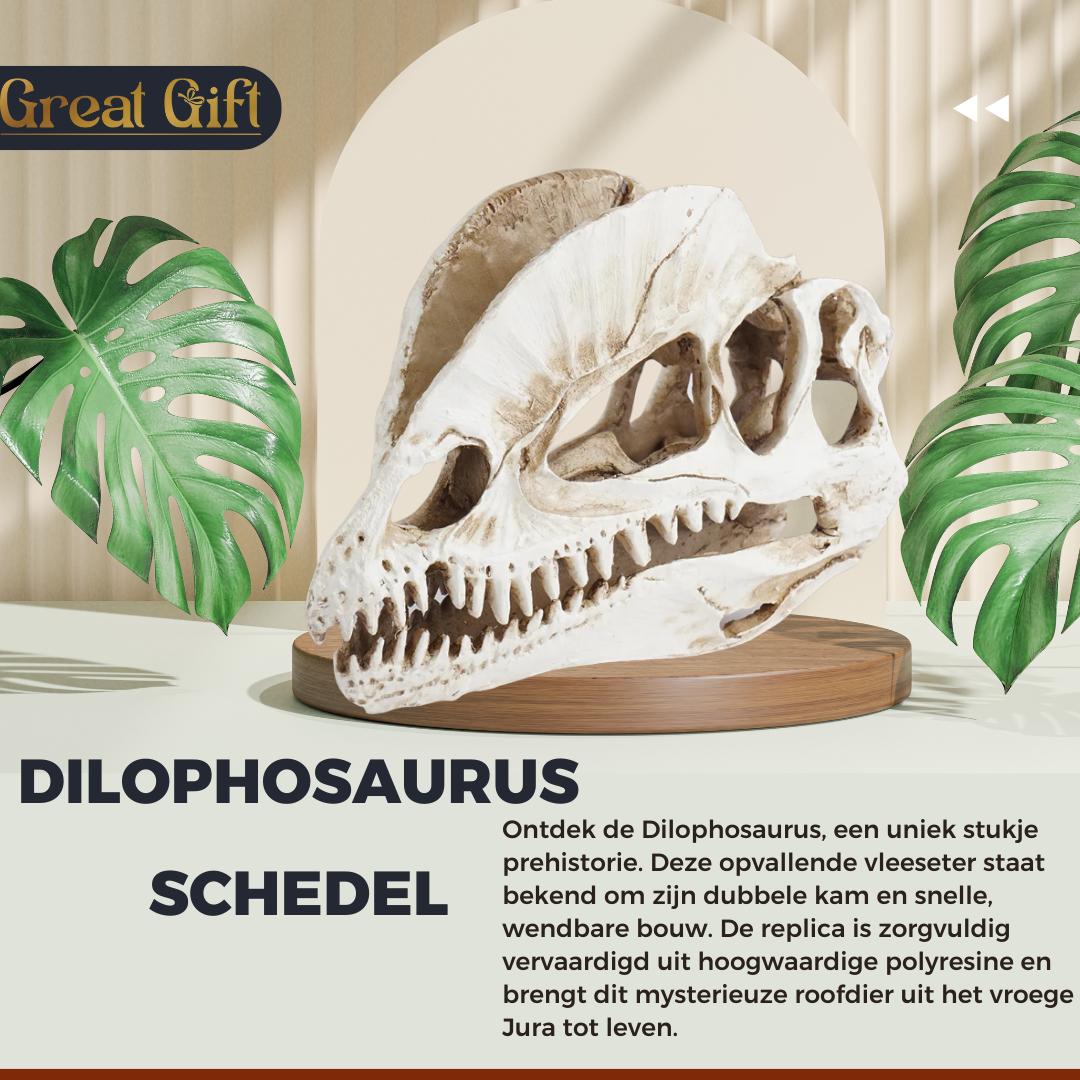 Dilophosaurus schedel in Geschenkdoos