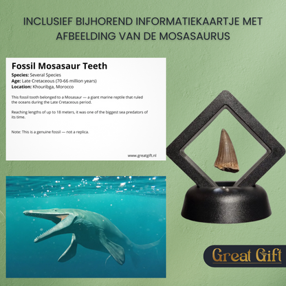 Set van 4 Fossielen -  In Displays - Geleverd in geschenkdoos