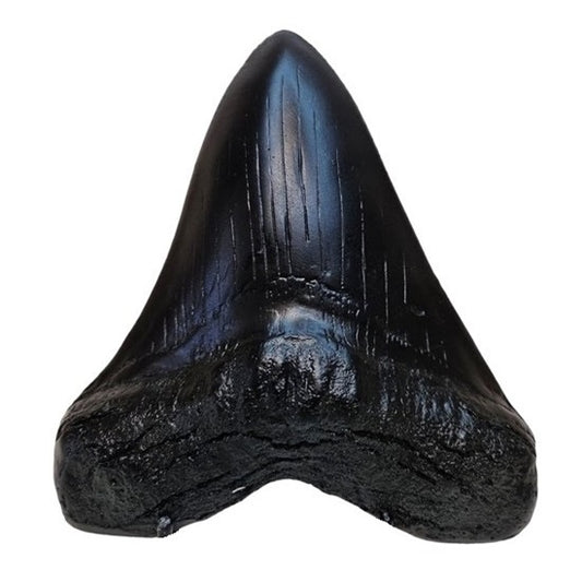 Megalodon Tand Replica - 14cm - Zwart
