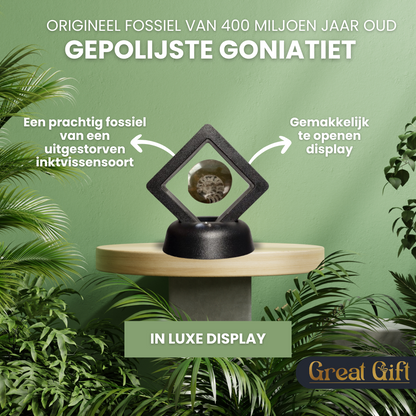 Set van 4 Fossielen -  In Displays - Geleverd in geschenkdoos
