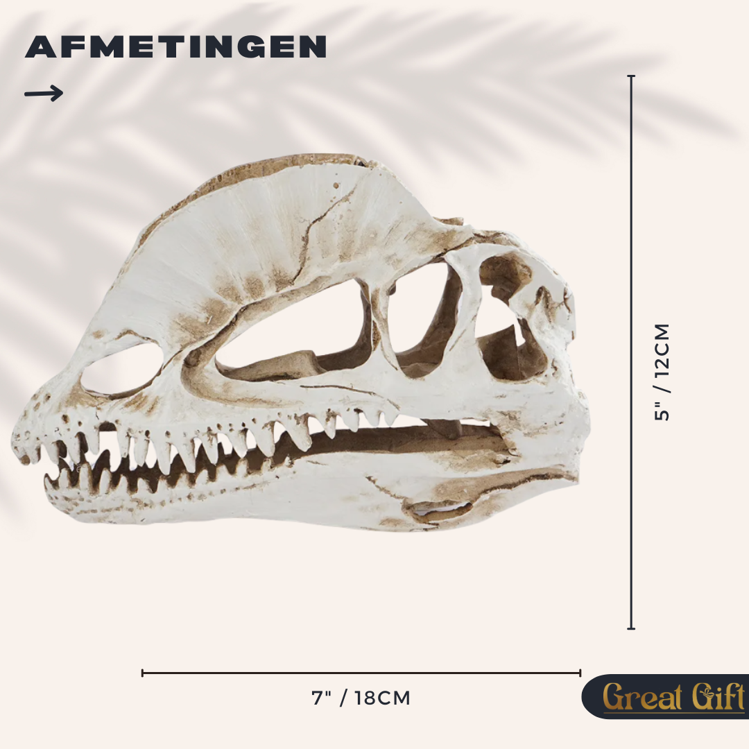 Dilophosaurus schedel in Geschenkdoos