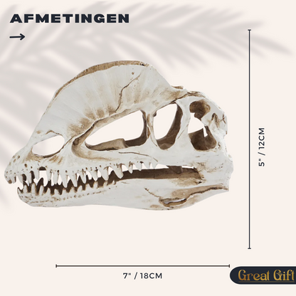 Dilophosaurus schedel in Geschenkdoos