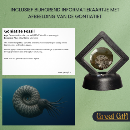 Set van 4 Fossielen -  In Displays - Geleverd in geschenkdoos
