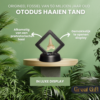 Set van 4 Fossielen -  In Displays - Geleverd in geschenkdoos