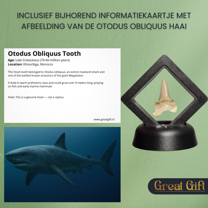 Set van 4 Fossielen -  In Displays - Geleverd in geschenkdoos