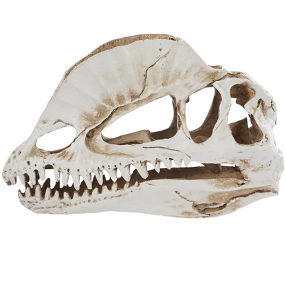 Dilophosaurus schedel in Geschenkdoos