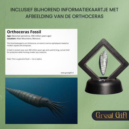 Set van 4 Fossielen -  In Displays - Geleverd in geschenkdoos