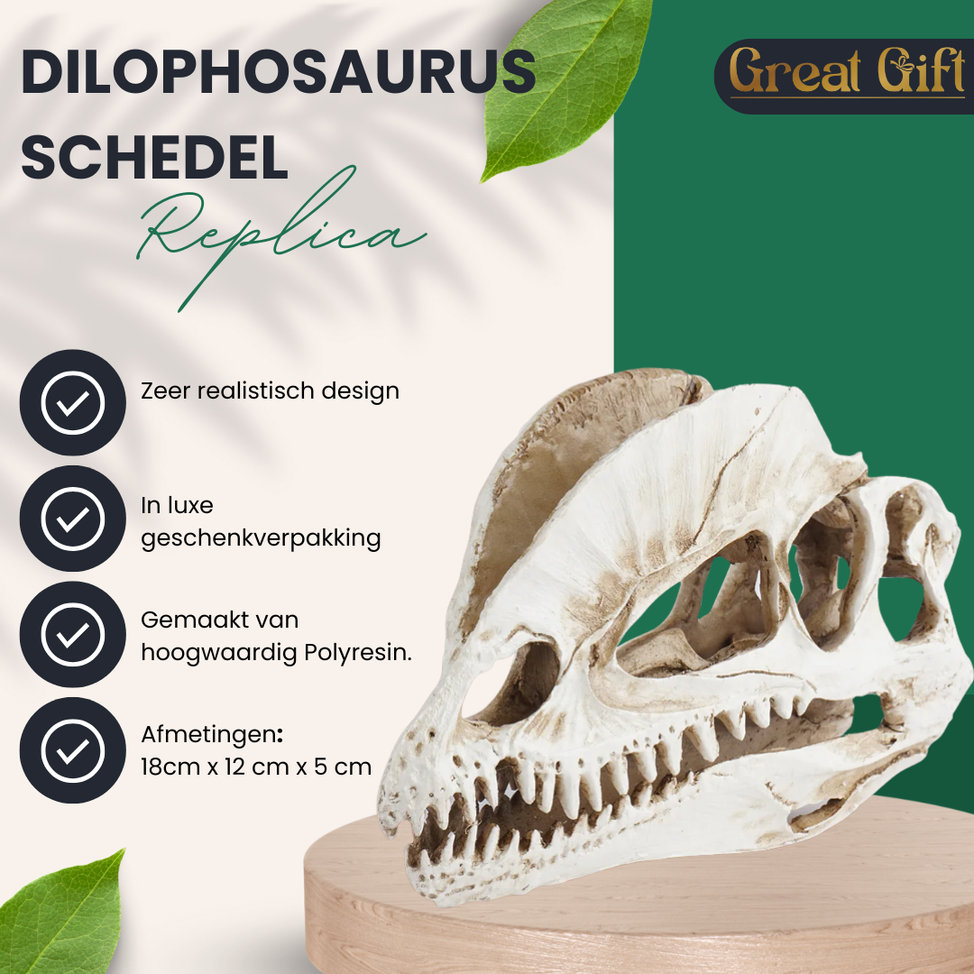 Dilophosaurus schedel in Geschenkdoos