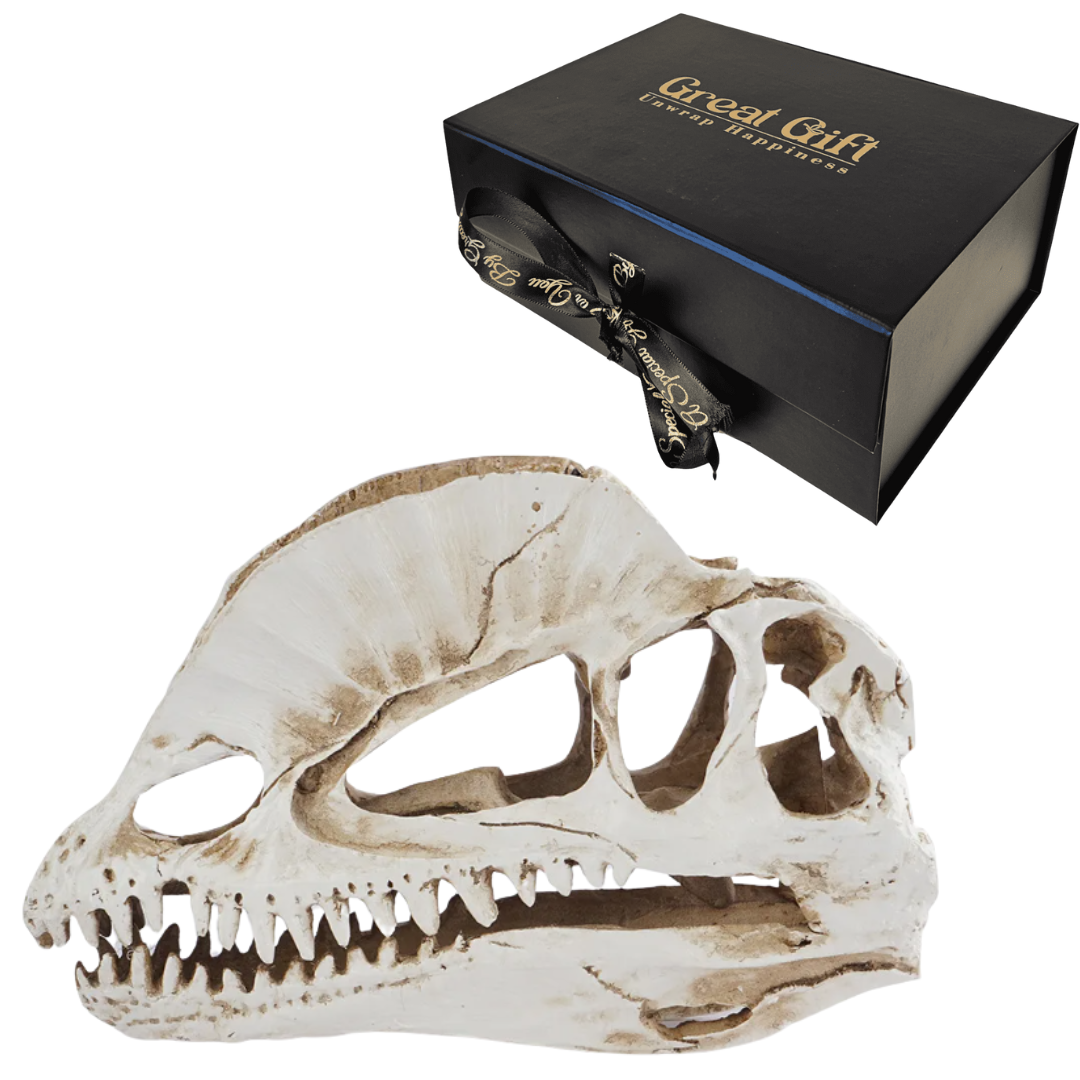 Dilophosaurus schedel in Geschenkdoos
