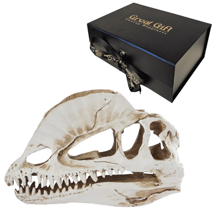 Dilophosaurus schedel in Geschenkdoos
