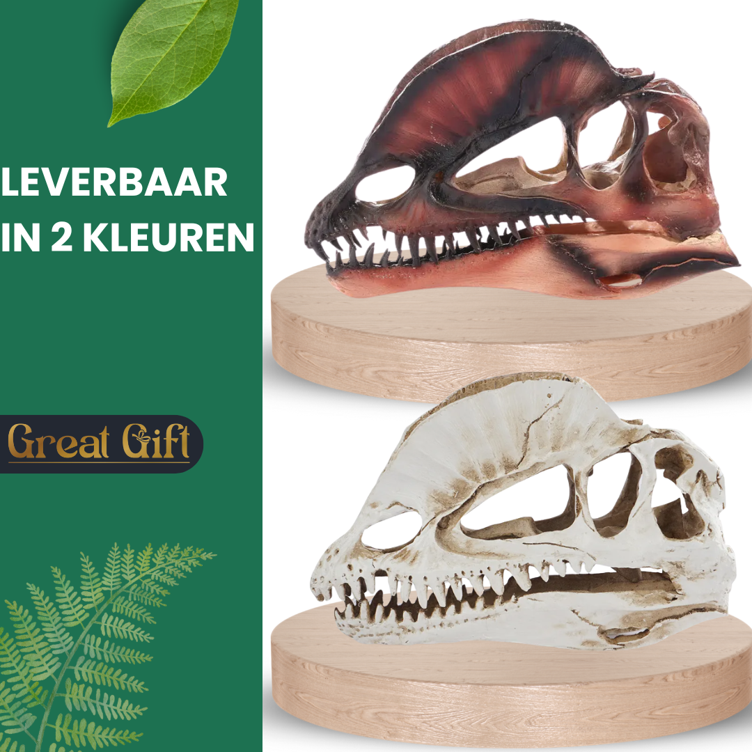Dilophosaurus schedel in Geschenkdoos