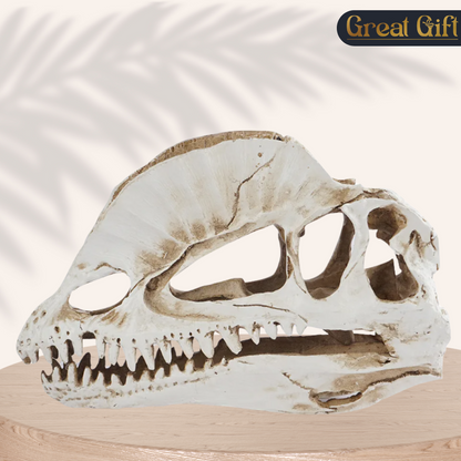 Dilophosaurus schedel in Geschenkdoos