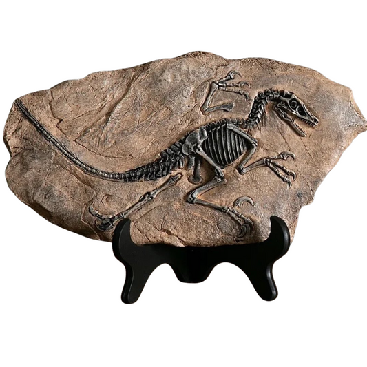 T rex Fossiel Replica – 30 cm Breed