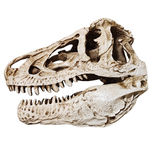 T-Rex schedel in Geschenkdoos